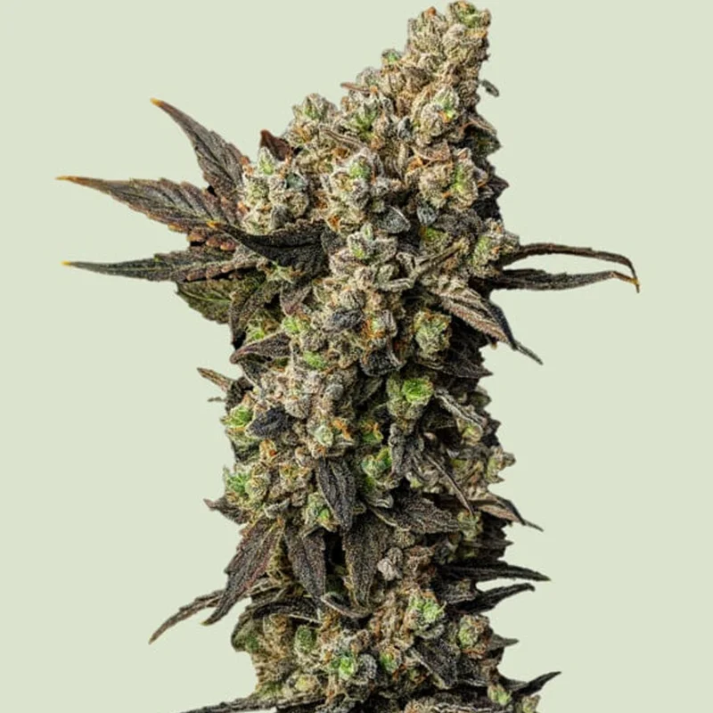 saltonverde2840120