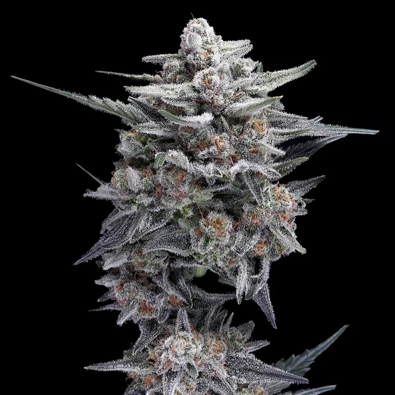 saltonverde2840258