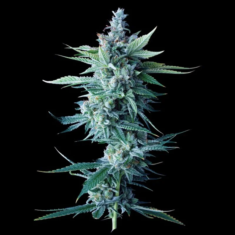 saltonverde2840612