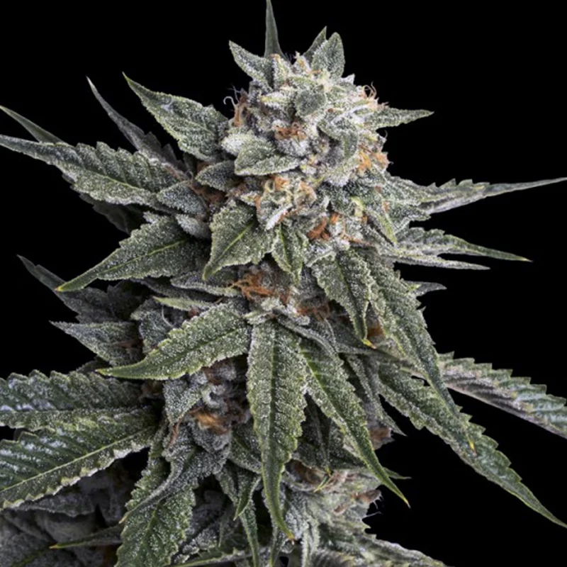 saltonverde2840814