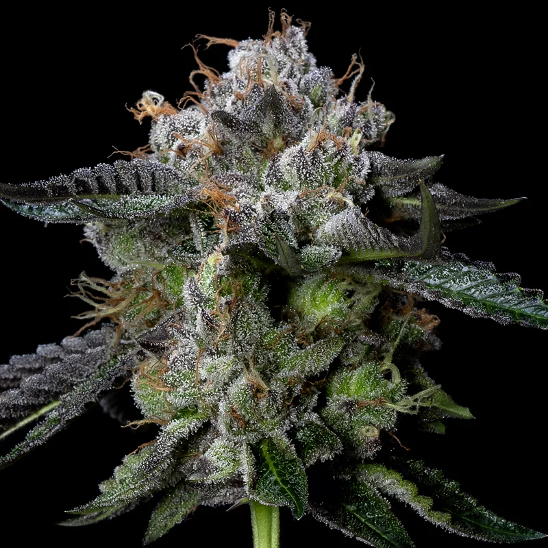 saltonverde2840894