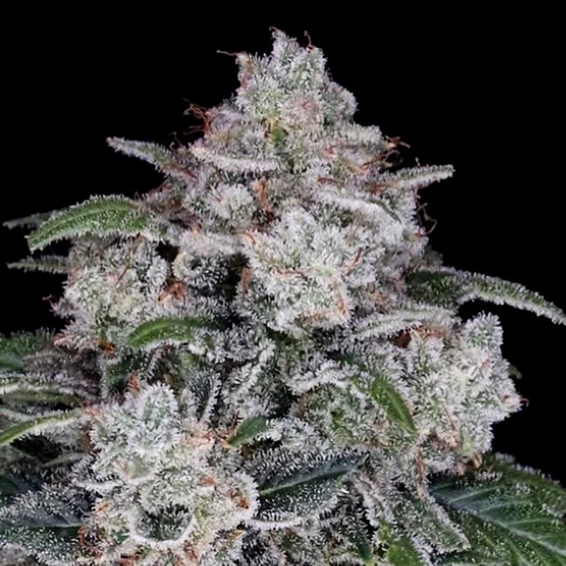 saltonverde2841297