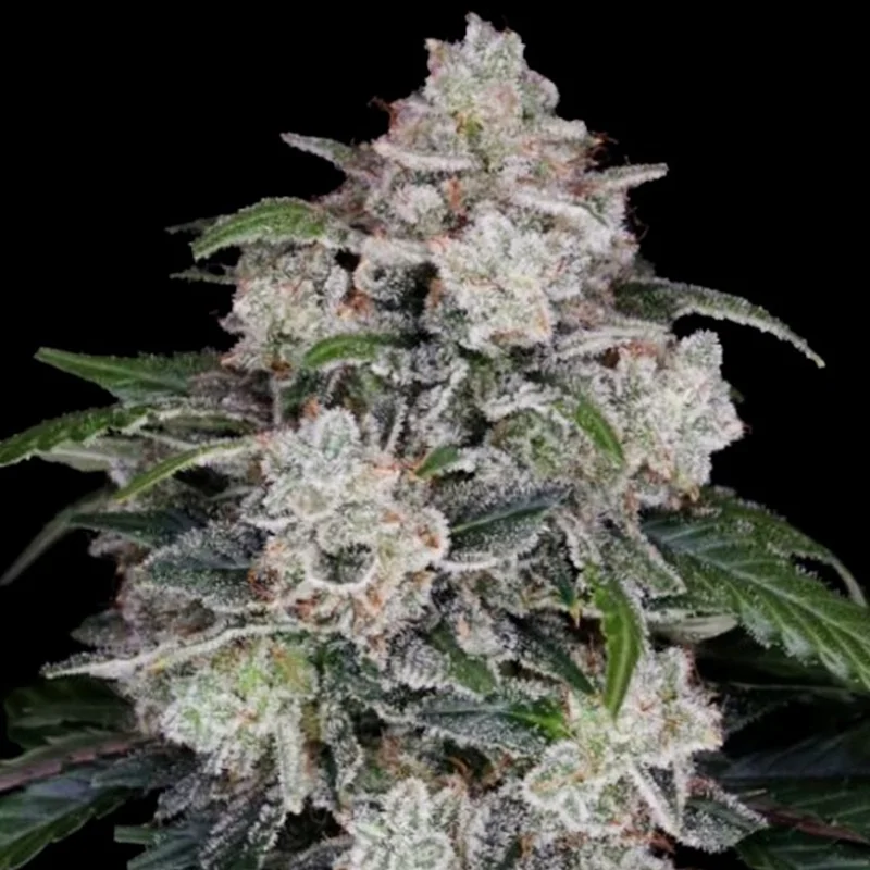 saltonverde2841400