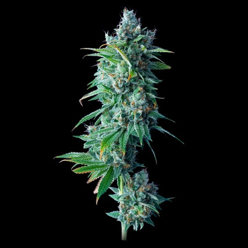 saltonverde2841566
