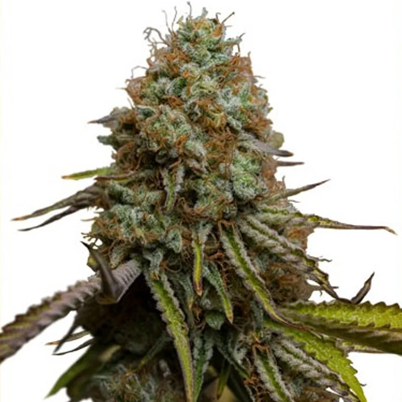 saltonverde2841870