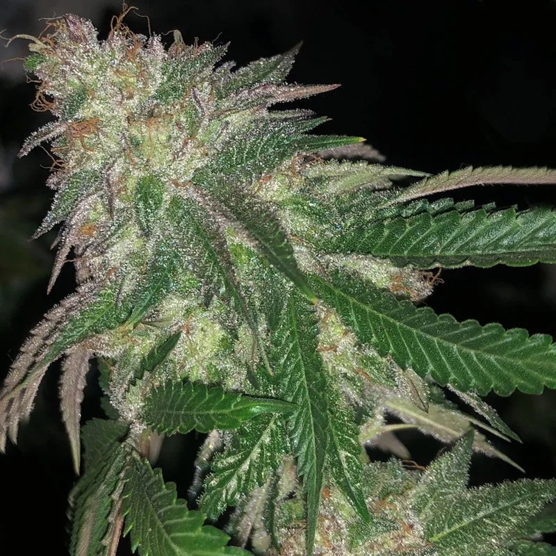 saltonverde2843068