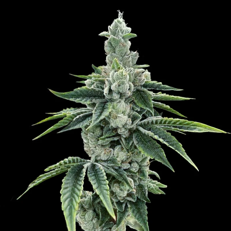 saltonverde2844930