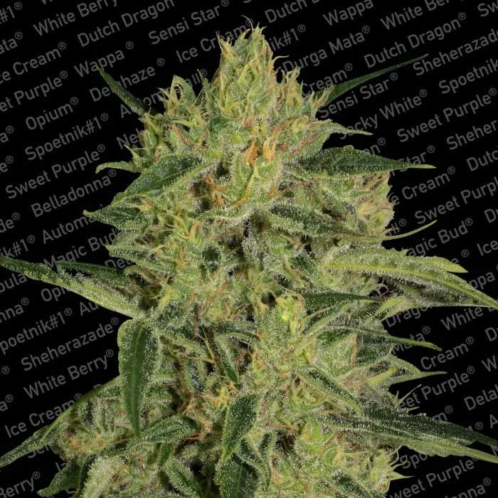 saltonverde2846149