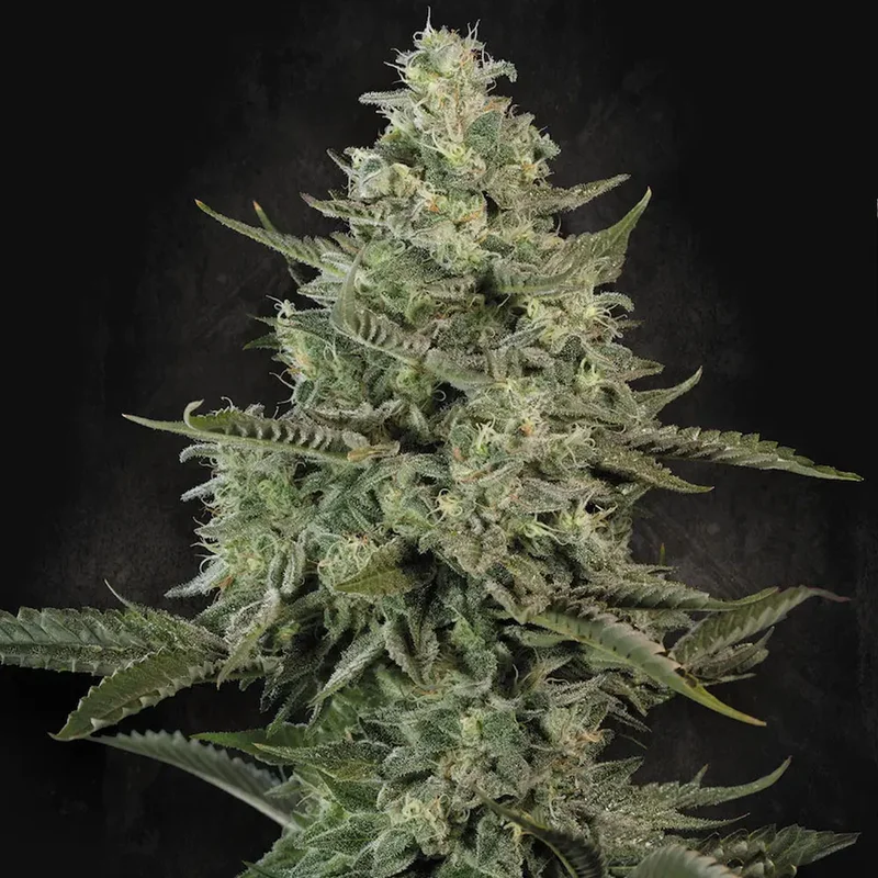 saltonverde2846176