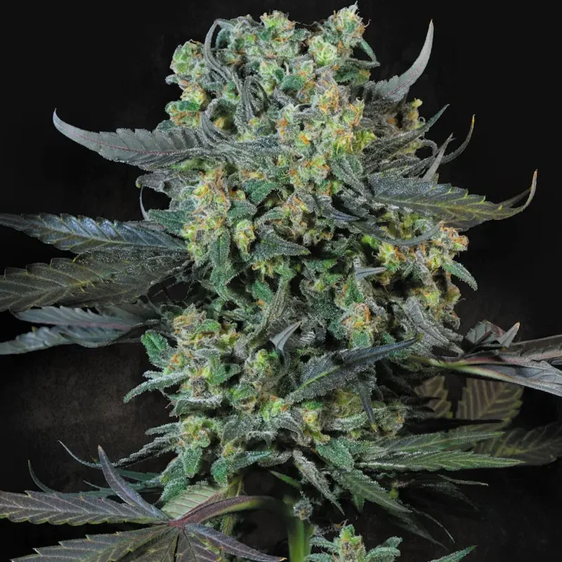 saltonverde2846204