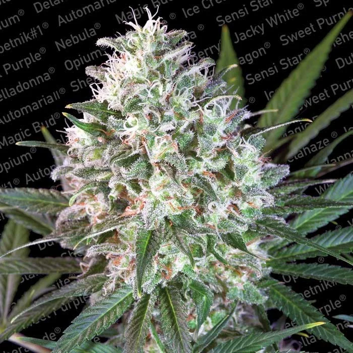 saltonverde2846323
