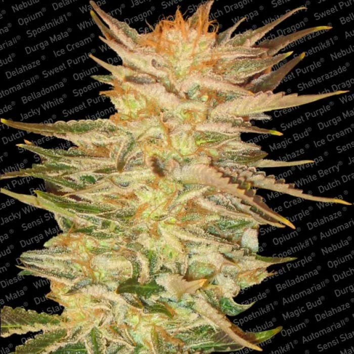 saltonverde2847125
