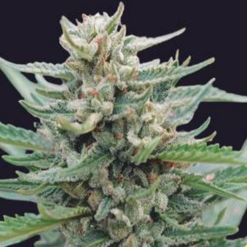 saltonverde2847578