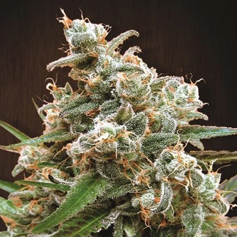 saltonverde2850459