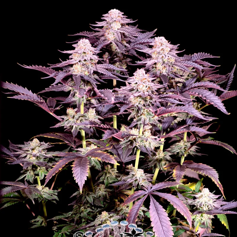 saltonverde2850509