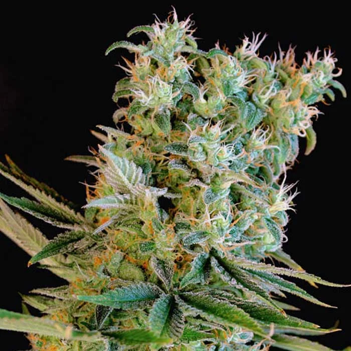 saltonverde2851373