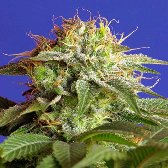 saltonverde2851843