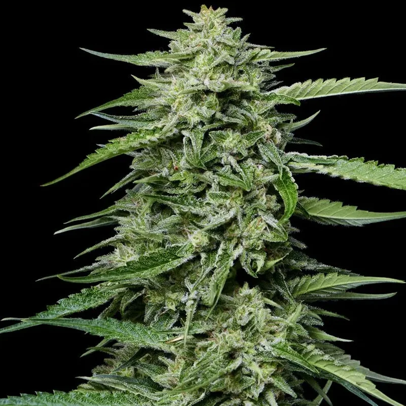 saltonverde2854787
