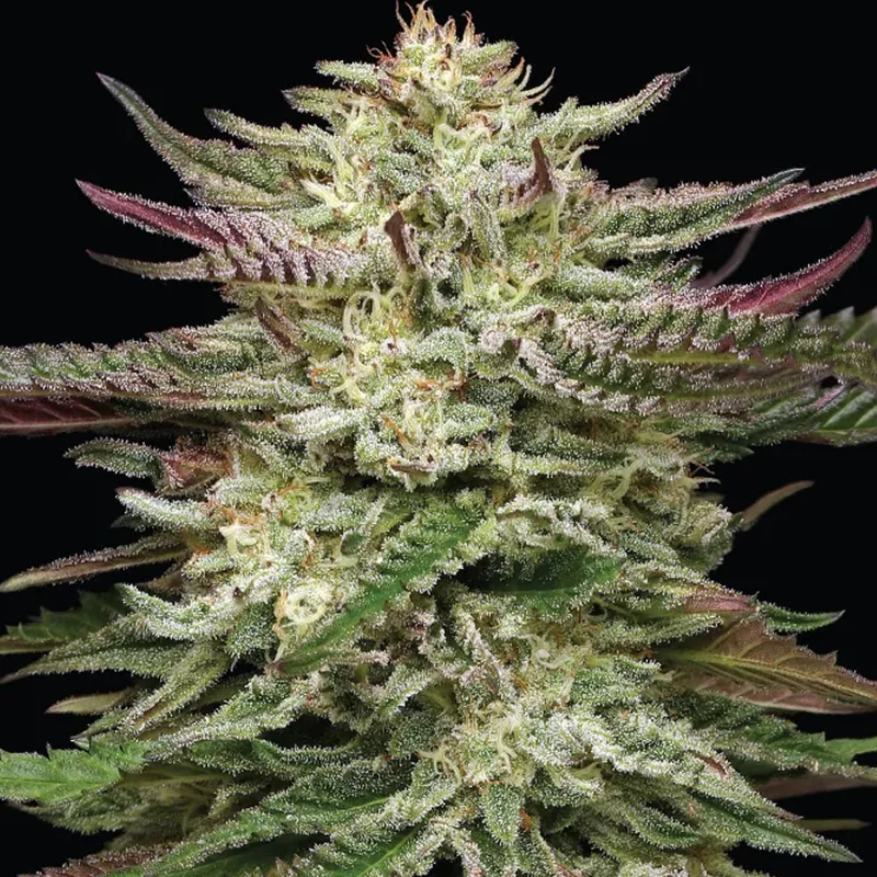 saltonverde2855149