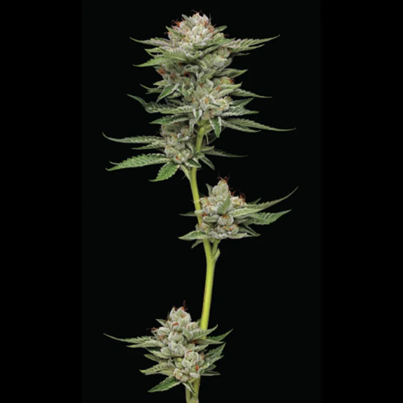 saltonverde2855198