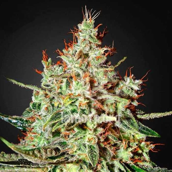 saltonverde2855503