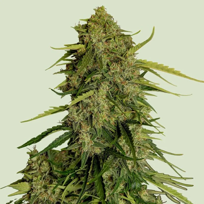 saltonverde2856287