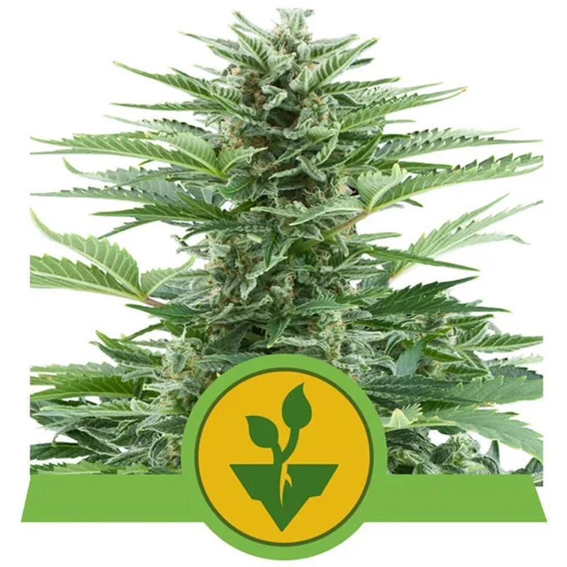 saltonverde2856340