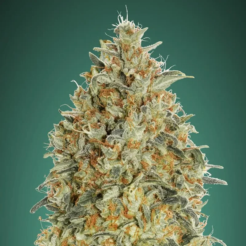 saltonverde2857503