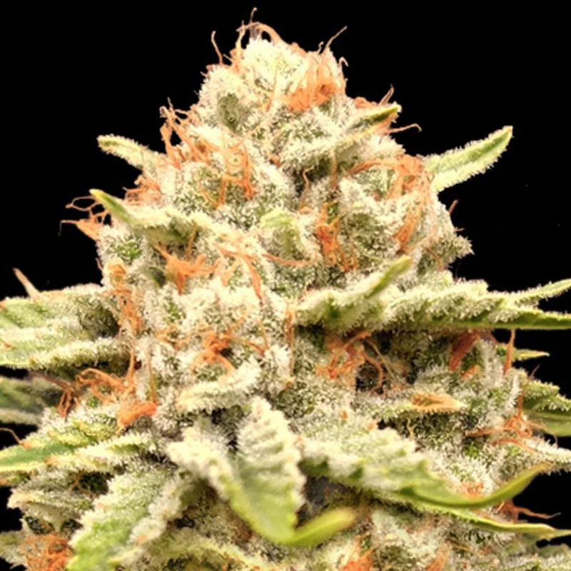 saltonverde2857522