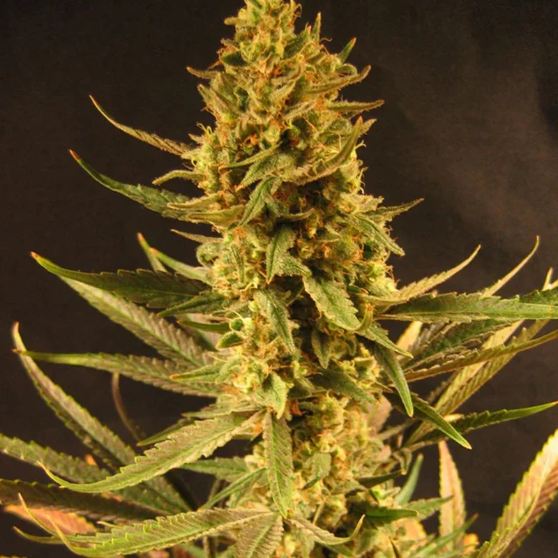 saltonverde2859077