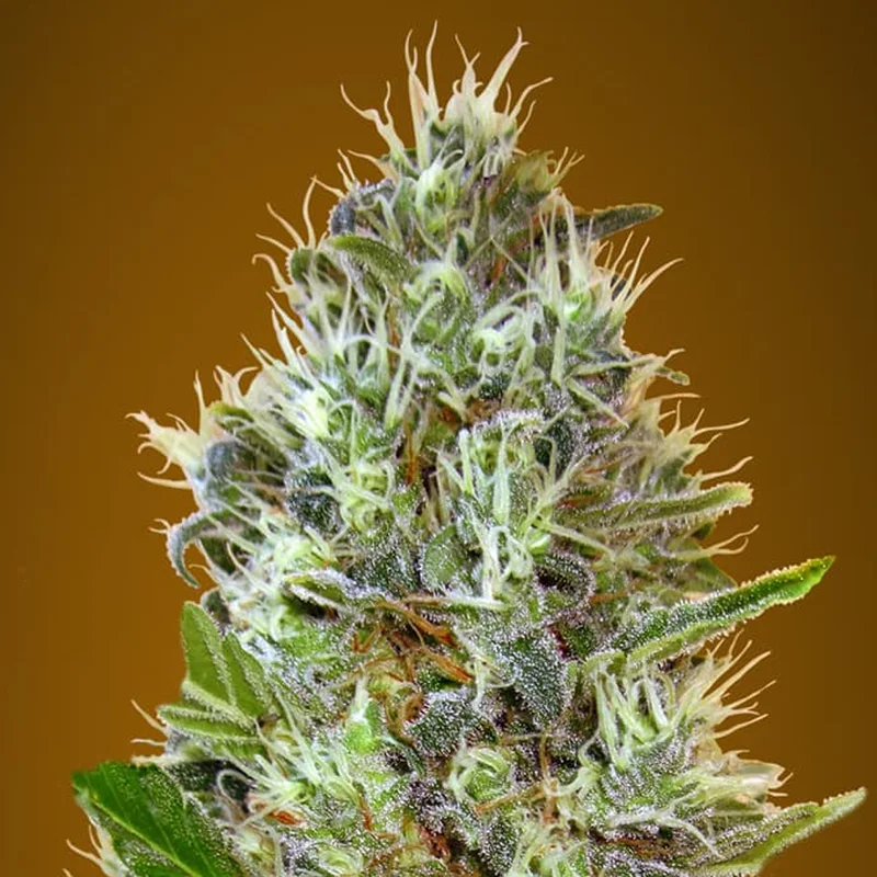 saltonverde2860206