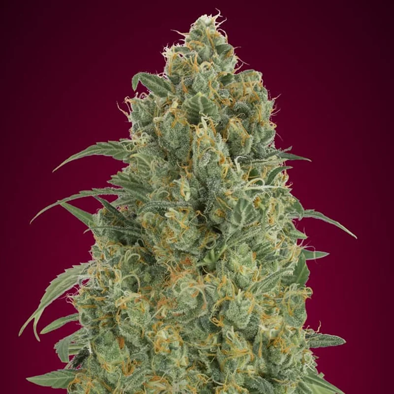 saltonverde2860226