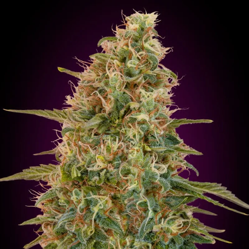 saltonverde2860244