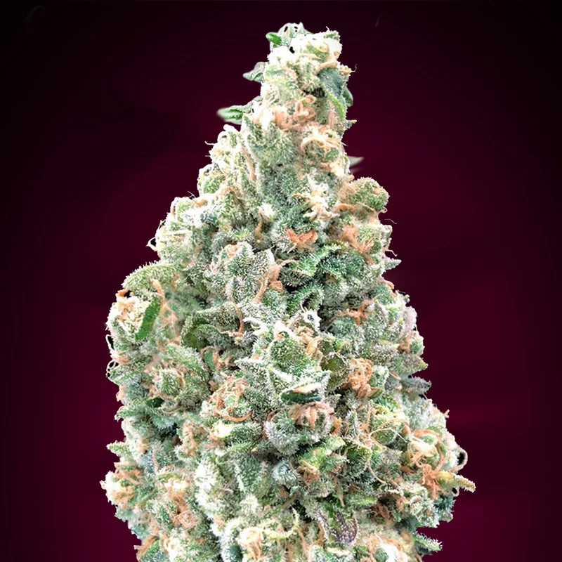 saltonverde2860287