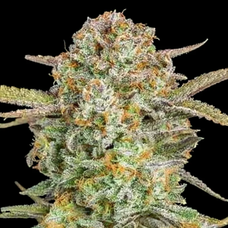 saltonverde2860315