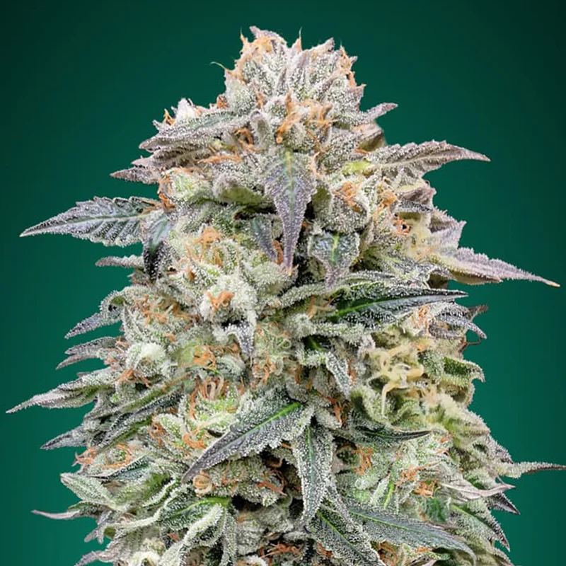 saltonverde2860704