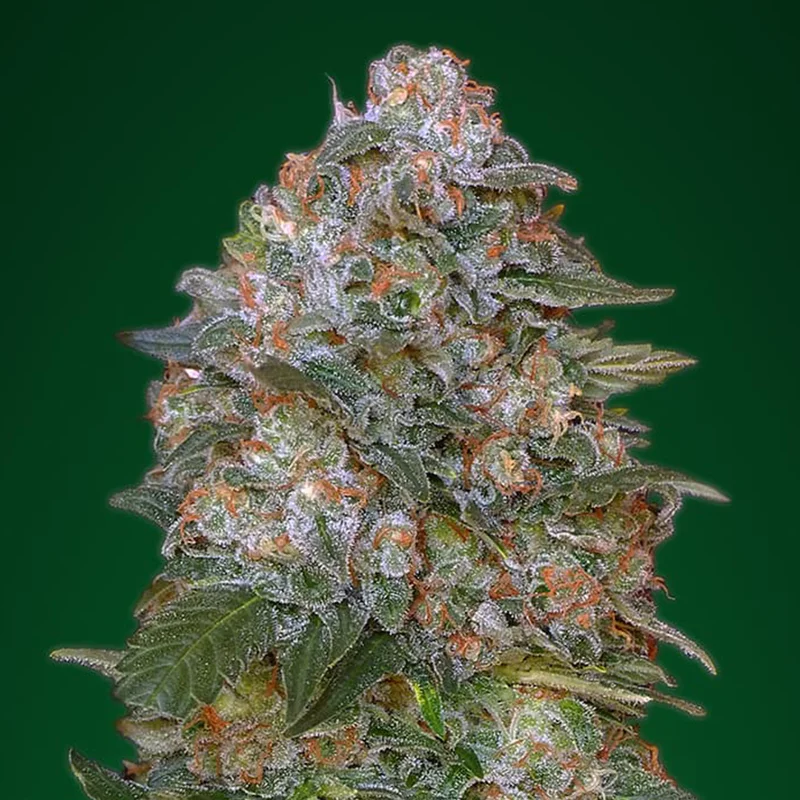 saltonverde2860775