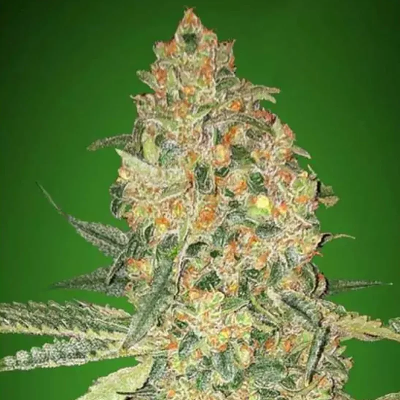saltonverde2860808