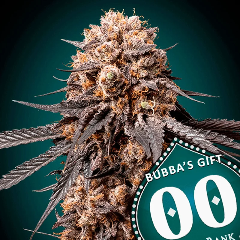 saltonverde2861013