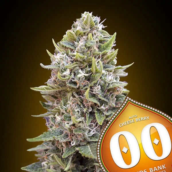 saltonverde2861709