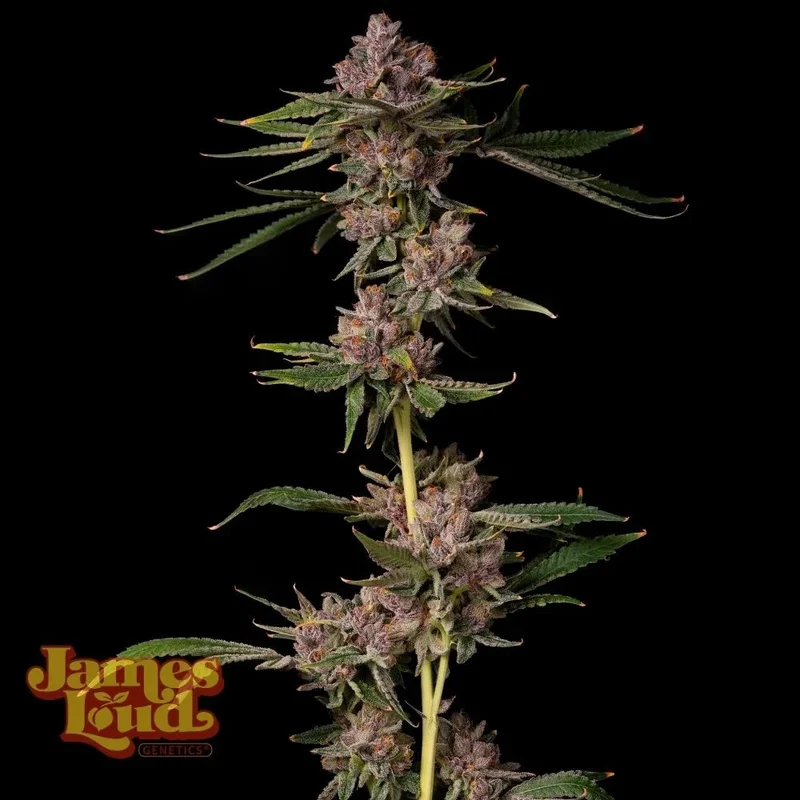 saltonverde2864418