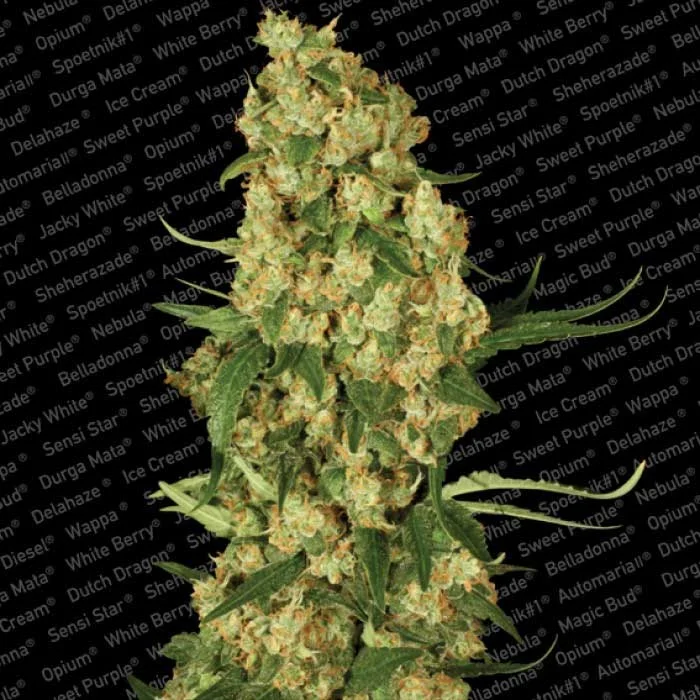 saltonverde2864980