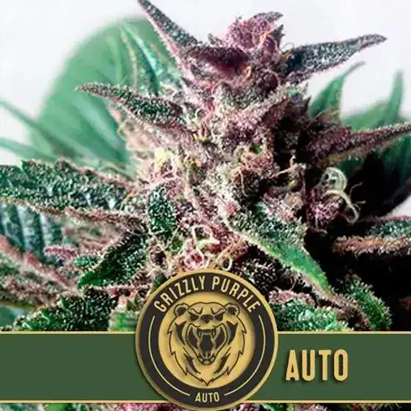 saltonverde2865673