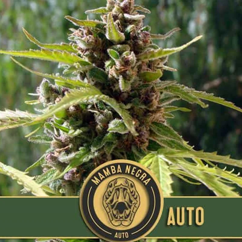 saltonverde2865709