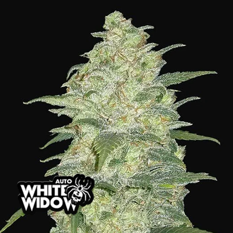 saltonverde2866049