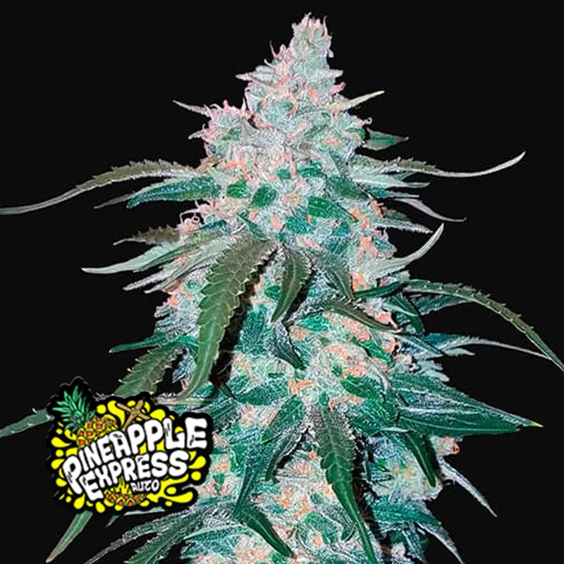saltonverde2866270