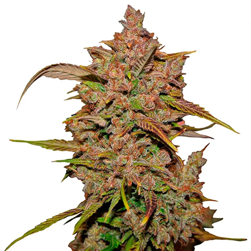 saltonverde2866442