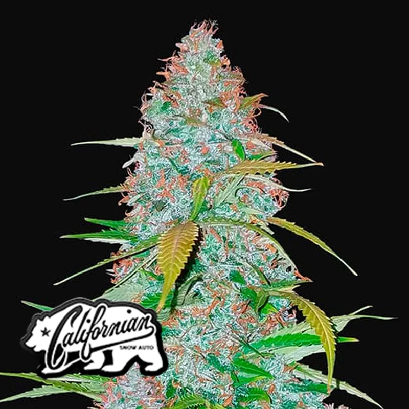 saltonverde2866575