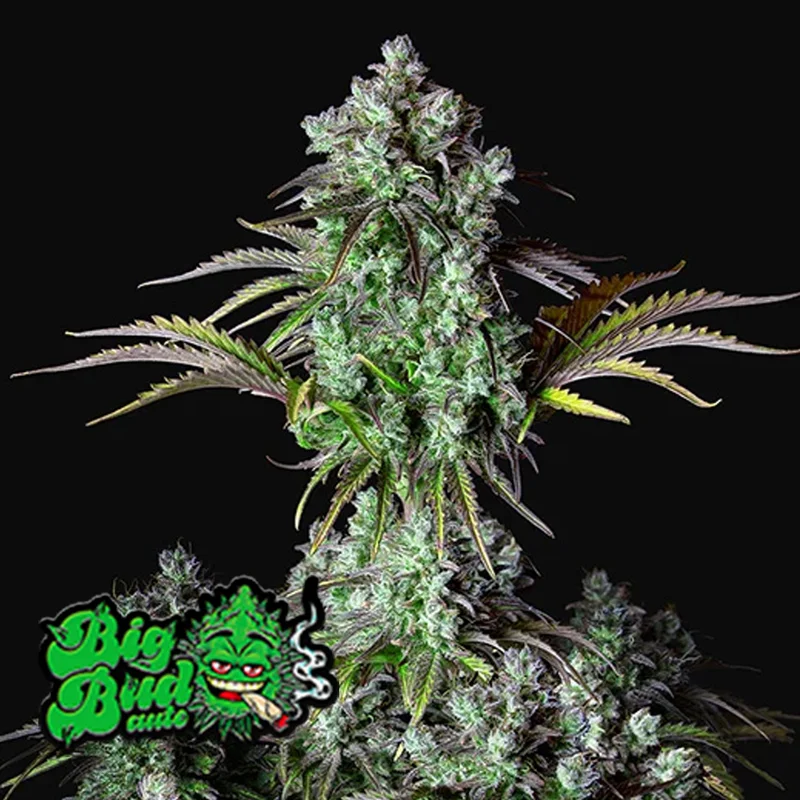 saltonverde2866618