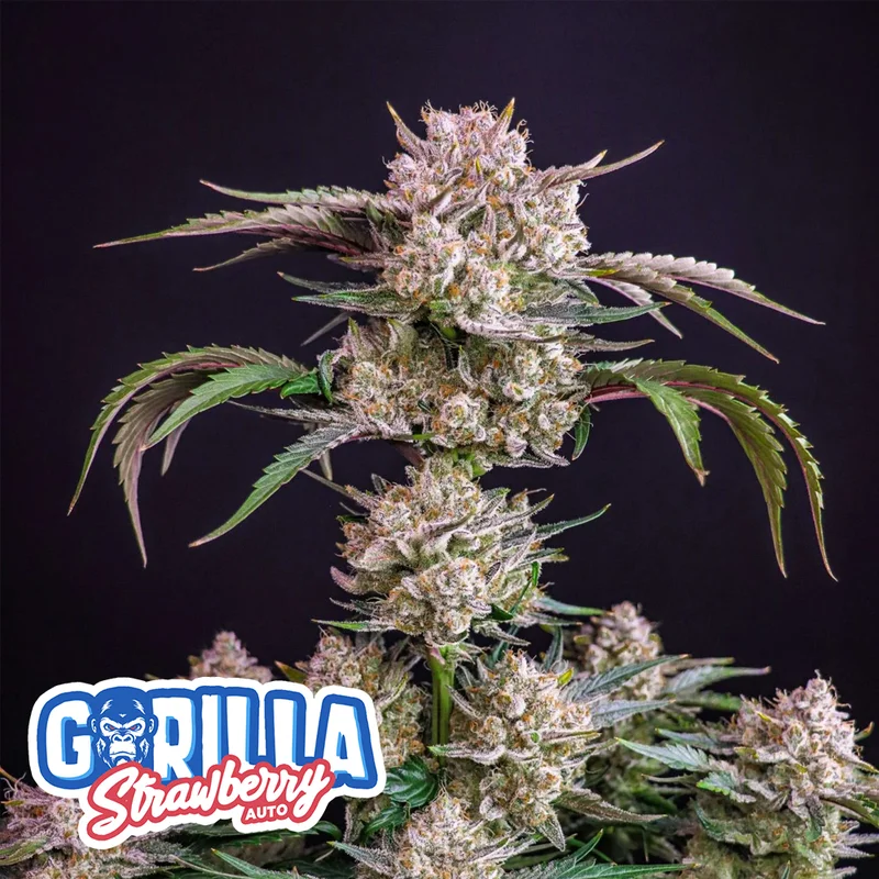 saltonverde2866759